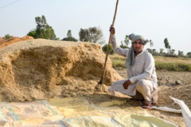 In India, a devastating harvest season for northern farmers puts lives at risk