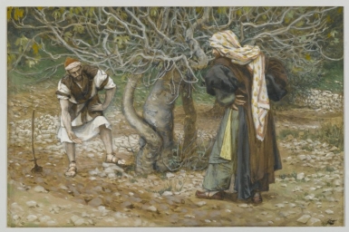 He came looking for fruit on it, but found none: Saturday 29th in Ordinary Time (27.10.2012)