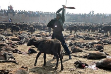 Hindu revellers ignore outcry over mass animal slaughter in Nepal