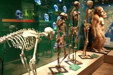 Museum puts evolution on show