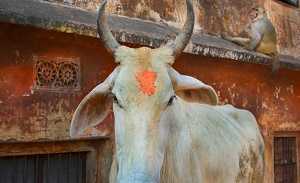 Holy Cows: Hinduism`s Blessed Bovines