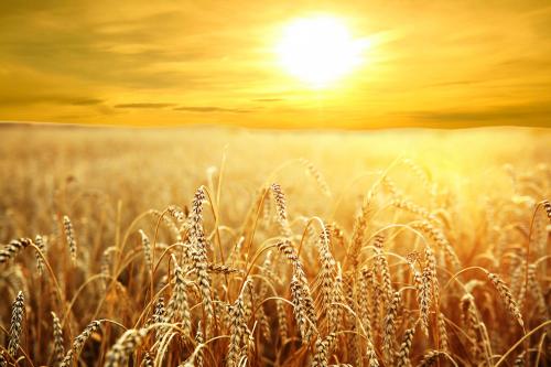 DAILY MEDITATION: “Ask the master of the harvest to send out laborers for his harvest”