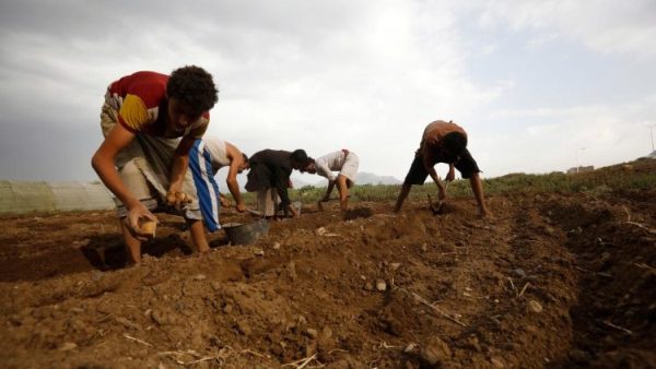 UN agencies warn of food shortages in Yemen