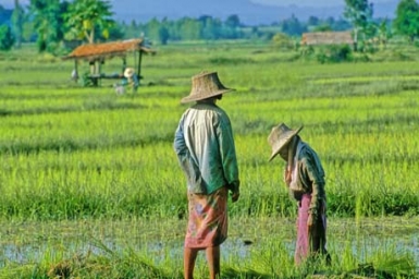 The Thai monarchy celebrates rice, engine of the national economy